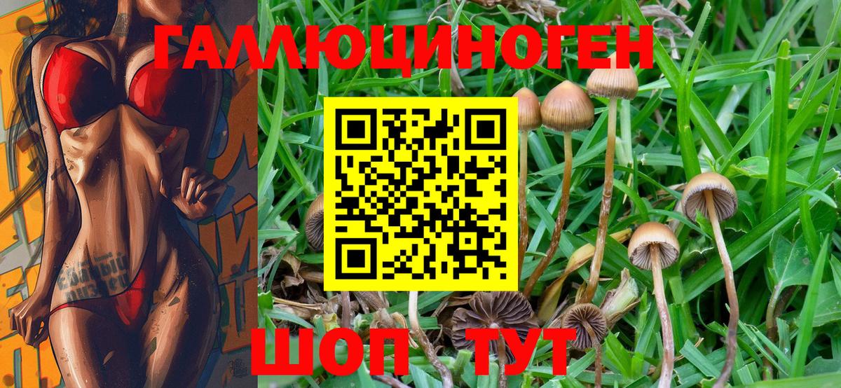 Галлюциногенные грибы Psilocybine cubensis Фурманов