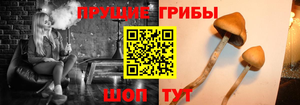 закладки  Фурманов  Псилоцибиновые грибы прущие грибы 